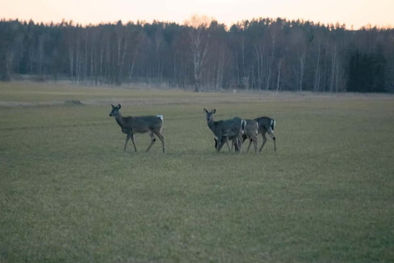 Wildlife safari with campfire dinner from Helsinki - Who this safari is perfect for, and who it might not be
