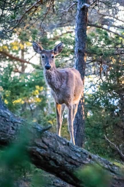 Wildlife safari with campfire dinner from Helsinki - Value check: what you’re really paying for