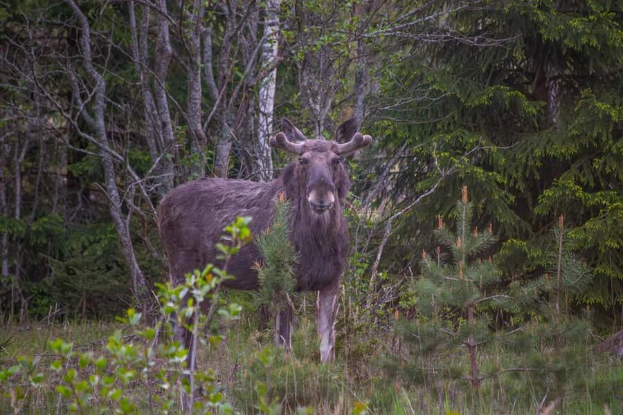 Wildlife safari with campfire dinner from Helsinki - Stop 1 and 2: Nervanderinkatu meet-up and the 45-minute drive south