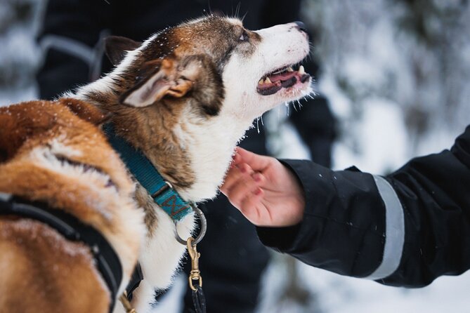 Winter highlights: Snowmobile, Arctic Animals And Santa<code>s Village – Key Highlights You Should Know’ /></p>
<ul>
<li><strong>Real animal moments</strong>: 500m reindeer sleigh ride plus a 500m husky sleigh ride, both with dedicated time on the farm setups</li>
<li><strong>Snowmobile time on shared rides</strong>: 1 hour snowmobiling with 2 people per machine (single driving may cost extra)</li>
<li><strong>Santa Claus Village included</strong>: step across the Arctic Circle, visit the post office, meet Santa, and shop in the Christmas atmosphere</li>
<li><strong>Winter gear is provided</strong>: overall suit, boots, socks, gloves, helmet, and balaclava, so you do not need to guess what to pack</li>
<li><strong>Kids get a special option</strong>: mini-snowmobile track for children under the height limits, plus a kid riding setup behind the guide for the sledge segments</li>
<li><strong>Small-group feel</strong>: maximum 40 travelers, which usually helps keep the day moving</li>
</ul>
<div class="twil" style="margin: 20px 0; padding: 15px 0;"><p>More throttle, more trail. Other snowmobile safaris</p><ul style="margin: 10px 0; padding: 0; list-style: none; display: grid; grid-template-columns: repeat(auto-fill, minmax(250px, 1fr)); gap: 14px;"><li style="border: 1px solid #e5e5e5; border-radius: 8px; overflow: hidden; line-height: 1.4; background: #fff;"><a href="https://thefinlandtraveler.com/rovaniemi-2-hour-snowmobiling-experience/" aria-hidden="true" tabindex="-1"><img decoding="async" style="width: 100%; height: 150px; object-fit: cover; display: block;" src="https://thumb.thefinlandtraveler.com/wp-content/uploads/rovaniemi-2-hour-snowmobiling-experience-400x208.jpg" alt="" loading="lazy"></a><div style="padding: 10px 12px;"><a href="https://thefinlandtraveler.com/rovaniemi-2-hour-snowmobiling-experience/" style="font-weight: 600;">Rovaniemi: 2-Hour Snowmobiling Experience</a><br><span style="font-size: 0.82em; color: #555; margin-top: 4px;"><span style="color: #0F6FA8;">★</span> 4.6 &middot; 1,211 reviews</span></div></li><li style="border: 1px solid #e5e5e5; border-radius: 8px; overflow: hidden; line-height: 1.4; background: #fff;"><a href="https://thefinlandtraveler.com/rovaniemi-aurora-borealis-snowmobile-safari-with-campfire/" aria-hidden="true" tabindex="-1"><img decoding="async" style="width: 100%; height: 150px; object-fit: cover; display: block;" src="https://thumb.thefinlandtraveler.com/wp-content/uploads/rovaniemi-aurora-borealis-snowmobile-safari-with-campfire-400x225.jpg" alt="" loading="lazy"></a><div style="padding: 10px 12px;"><a href="https://thefinlandtraveler.com/rovaniemi-aurora-borealis-snowmobile-safari-with-campfire/" style="font-weight: 600;">Rovaniemi: Aurora Borealis Snowmobile Safari with Campfire</a><br><span style="font-size: 0.82em; color: #555; margin-top: 4px;"><span style="color: #0F6FA8;">★</span> 4.3 &middot; 1,108 reviews</span></div></li><li style="border: 1px solid #e5e5e5; border-radius: 8px; overflow: hidden; line-height: 1.4; background: #fff;"><a href="https://thefinlandtraveler.com/rovaniemi-snowmobile-safari-reindeer-husky-sleigh-ride/" aria-hidden="true" tabindex="-1"><img decoding="async" style="width: 100%; height: 150px; object-fit: cover; display: block;" src="https://thumb.thefinlandtraveler.com/wp-content/uploads/rovaniemi-snowmobile-safari-reindeer-husky-sleigh-ride-400x267.jpg" alt="" loading="lazy"></a><div style="padding: 10px 12px;"><a href="https://thefinlandtraveler.com/rovaniemi-snowmobile-safari-reindeer-husky-sleigh-ride/" style="font-weight: 600;">Rovaniemi: Snowmobile Safari, Reindeer & Husky Sleigh Ride</a><br><span style="font-size: 0.82em; color: #555; margin-top: 4px;"><span style="color: #0F6FA8;">★</span> 4.4 &middot; 940 reviews</span></div></li><li style="border: 1px solid #e5e5e5; border-radius: 8px; overflow: hidden; line-height: 1.4; background: #fff;"><a href="https://thefinlandtraveler.com/rovaniemi-snowmobile-and-ice-fishing-adventure-with-lunch/" aria-hidden="true" tabindex="-1"><img decoding="async" style="width: 100%; height: 150px; object-fit: cover; display: block;" src="https://thumb.thefinlandtraveler.com/wp-content/uploads/rovaniemi-snowmobile-and-ice-fishing-adventure-with-lunch-400x267.jpg" alt="" loading="lazy"></a><div style="padding: 10px 12px;"><a href="https://thefinlandtraveler.com/rovaniemi-snowmobile-and-ice-fishing-adventure-with-lunch/" style="font-weight: 600;">Rovaniemi: Snowmobile and Ice Fishing Adventure with Lunch</a><br><span style="font-size: 0.82em; color: #555; margin-top: 4px;"><span style="color: #0F6FA8;">★</span> 4.8 &middot; 879 reviews</span></div></li></ul></div><h2 id="why-this-rovaniemi-winter-day-feels-like-two-trips">Why This Rovaniemi Winter Day Feels Like Two Trips</h2>
<p><img width="667" height="446" decoding="async" src=